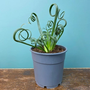 Albuca spiralis 'Frizzle Sizzle' (Pot Size 12cm) Corkscrew Albuca - image 3