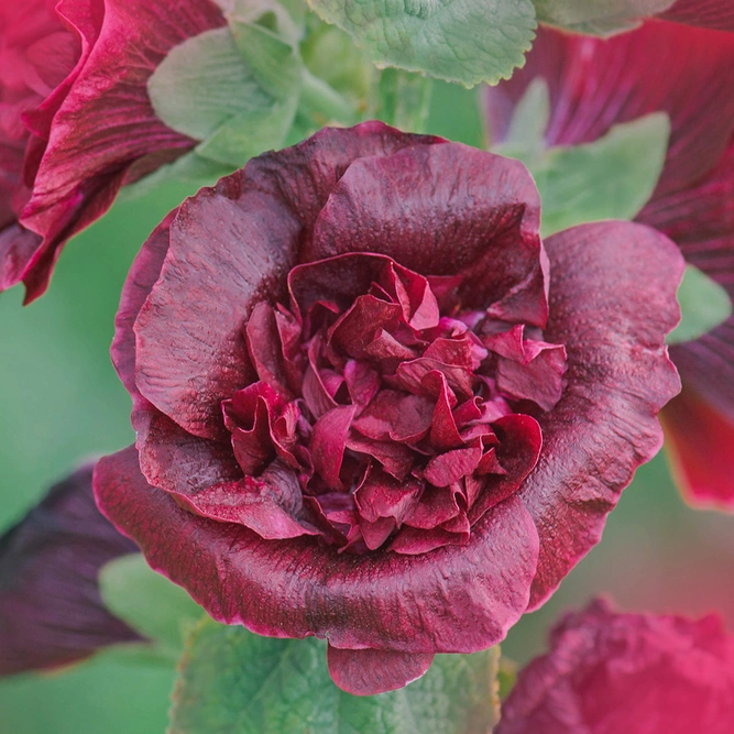 Alcea rosea Hollyhock 'Double Maroon' (Pot Size 1ltr) Perennial
