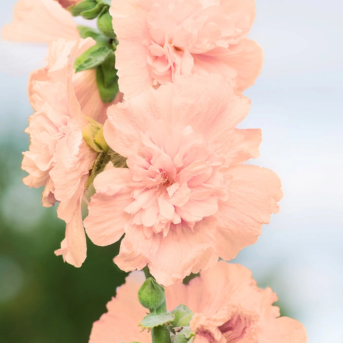 Alcea rosea Hollyhock 'Double Salmon' (Pot Size 1ltr) Perennial