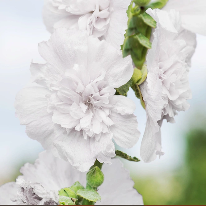 Alcea rosea Hollyhock 'Double White' (Pot Size 1ltr) perennial