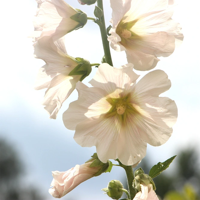 Alcea rosea HollyHock 'Halo White (Pot Size 1ltr) Perennial
