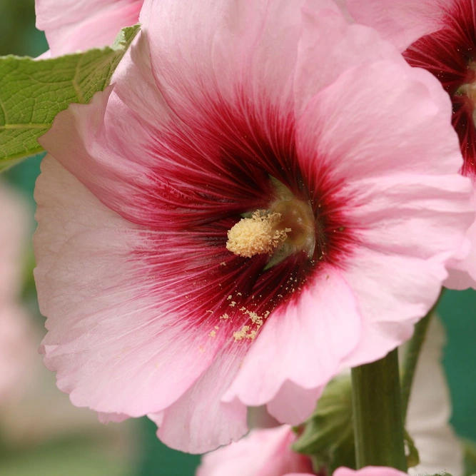Alcea rosea HollyHocks 'Halo Apricot' available at Boma Garden Centre Image by Primejyothi