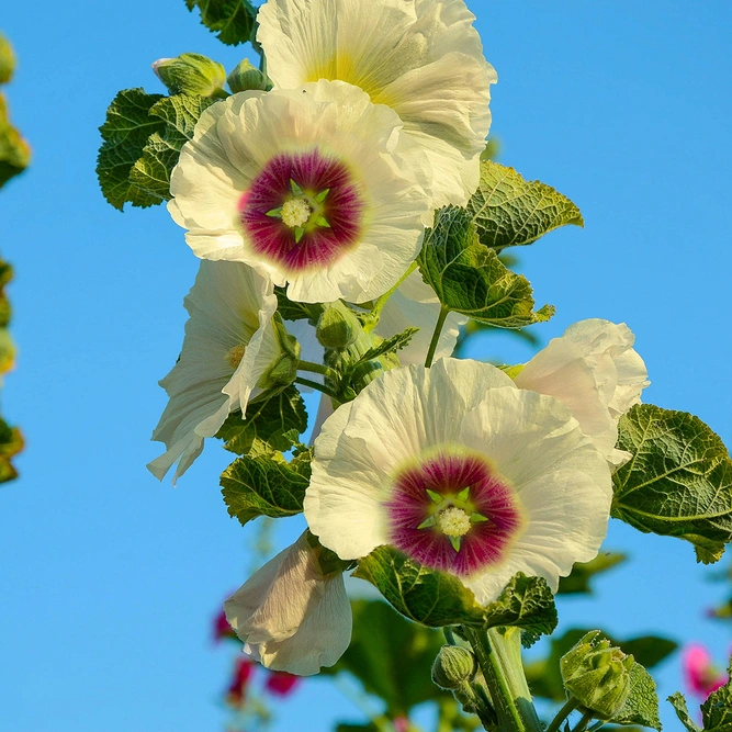 Alcea rosea Hollyhocks 'Halo Cream' (Pot Size 1ltr) Perennial