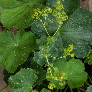 Alchemilla mollis (2L) Lady's Mantle - image 1