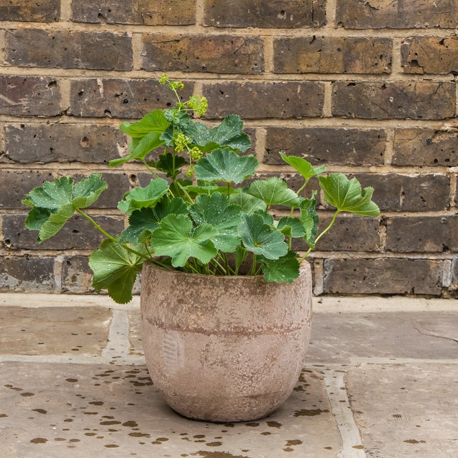 Alchemilla mollis (2L) Lady's Mantle - image 2