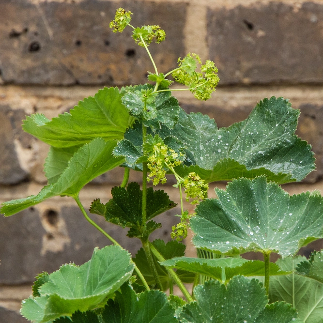 Alchemilla mollis (2L) Lady's Mantle - image 3