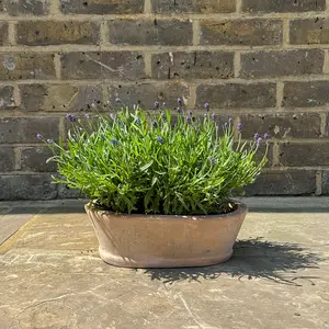 Alice Patina (W30XH9.5XD16.5cm) Outdoor Oval Trough Planter Plant Pot - image 4