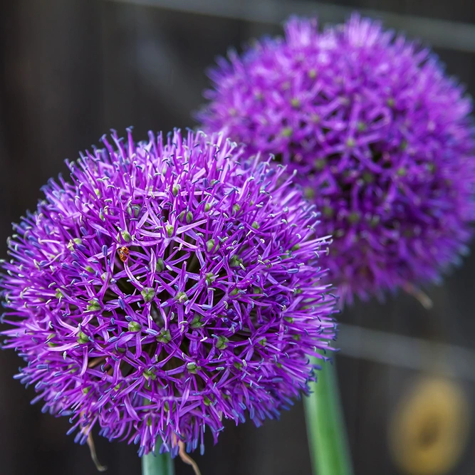 Allium hollandicum ‘Purple Sensation’ (Pot Size 1ltr) Bulbs in Pots