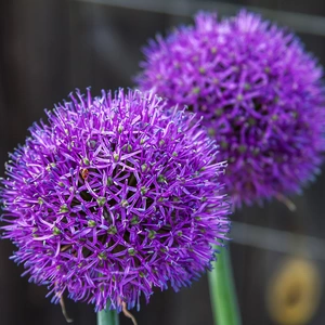 Allium hollandicum ‘Purple Sensation’ (Pot Size 1ltr) Bulbs in Pots