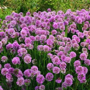 Allium ‘Millenium’ (Pot Size 2L) Ornamental Onion