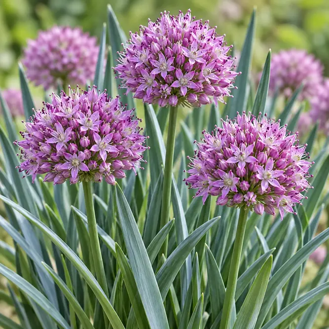 Allium 'Serendipity' (Pot Size 3L) Serendipity Ornamental Onion - image 1