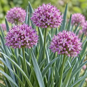 Allium 'Serendipity' - Serendipity Ornamental Onion