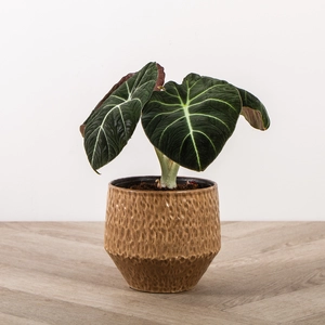 Alocasia Black Velvet Houseplant