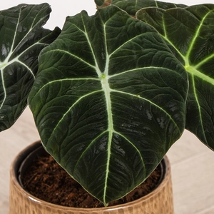 Alocasia Black Velvet Houseplant