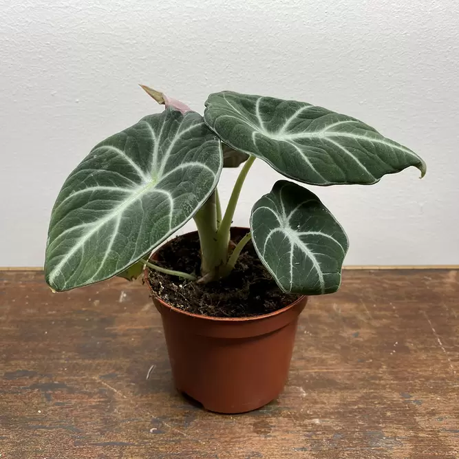 Alocasia 'Black Velvet' (Pot Size 8.5cm) - image 3