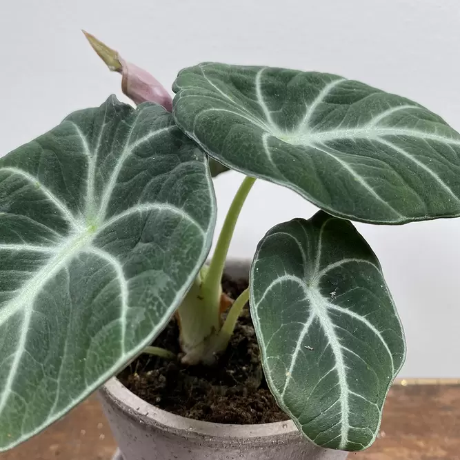 Alocasia 'Black Velvet' (Pot Size 8.5cm) - image 2