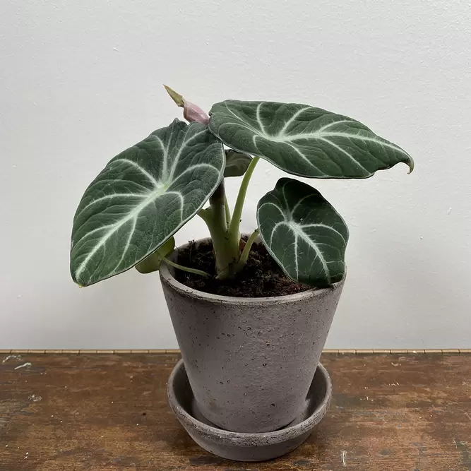 Alocasia 'Black Velvet' (Pot Size 8.5cm) - image 1