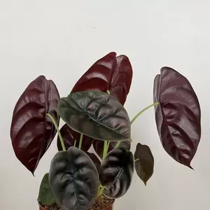 Alocasia cuprea 'Red Secret' (Pot Size 12cm) - image 3