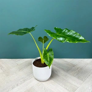 Alocasia 'Lutea' (Pot Size 17cm) Golden Alocasia - image 2