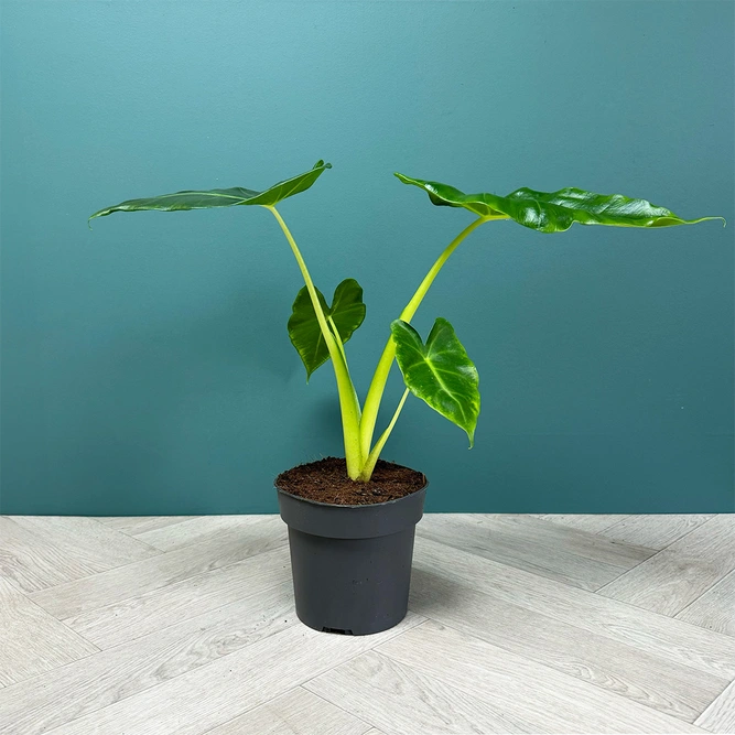 Alocasia 'Lutea' (Pot Size 17cm) Golden Alocasia - image 5