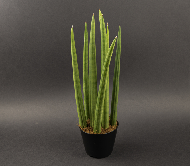 Alocasia micholitziana 'Frydek' (Pot Size 19cm) Alocasia green velvet - image 6