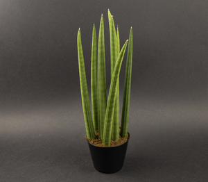 Alocasia micholitziana 'Frydek' (Pot Size 19cm) Alocasia green velvet - image 6