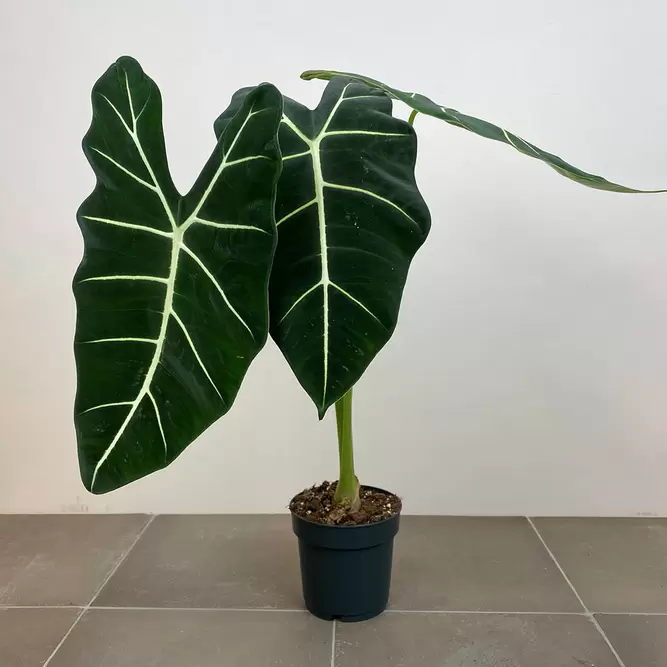 Alocasia micholitziana 'Frydek' (Pot Size 19cm) Alocasia green velvet - image 1