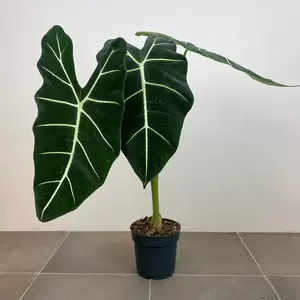 Alocasia micholitziana 'Frydek' (Pot Size 19cm) Alocasia green velvet - image 1
