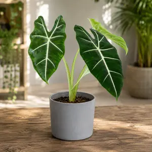 Alocasia micholitziana 'Frydek' (Pot Size 19cm) Alocasia green velvet - image 8