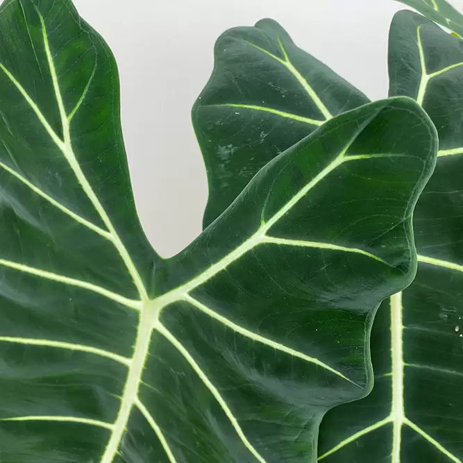 Alocasia micholitziana 'Frydek' (Pot size 14cm) Alocasia green velvet - image 3