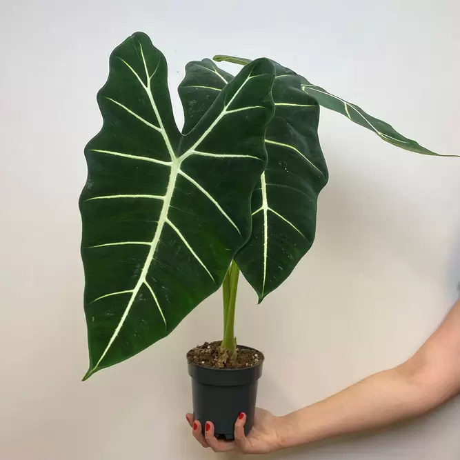 Alocasia micholitziana 'Frydek' (Pot size 14cm) Alocasia green velvet - image 4