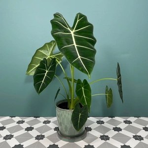 Alocasia micholitziana 'Frydek' (Pot size 14cm) Alocasia green velvet - image 1