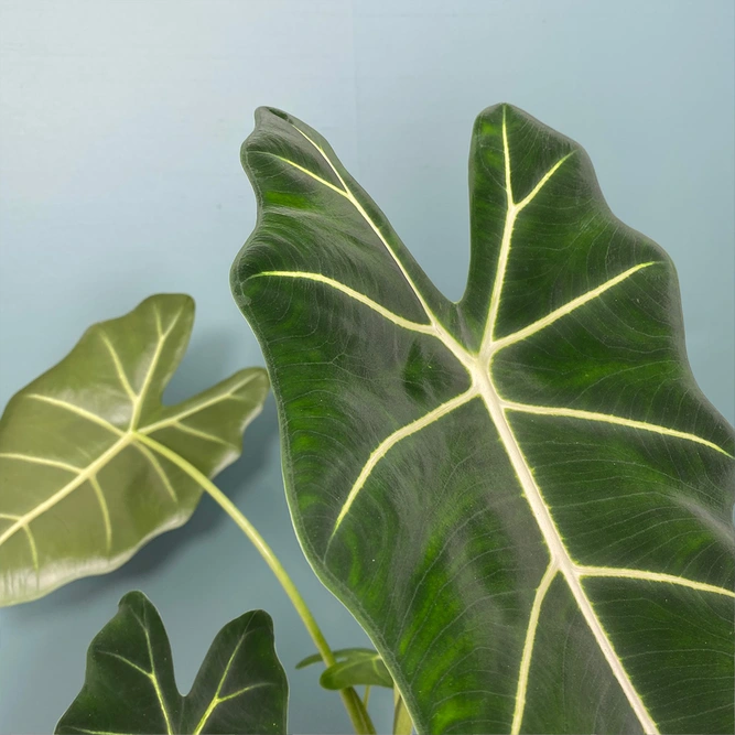 Alocasia micholitziana 'Frydek' (Pot size 14cm) Alocasia green velvet - image 2