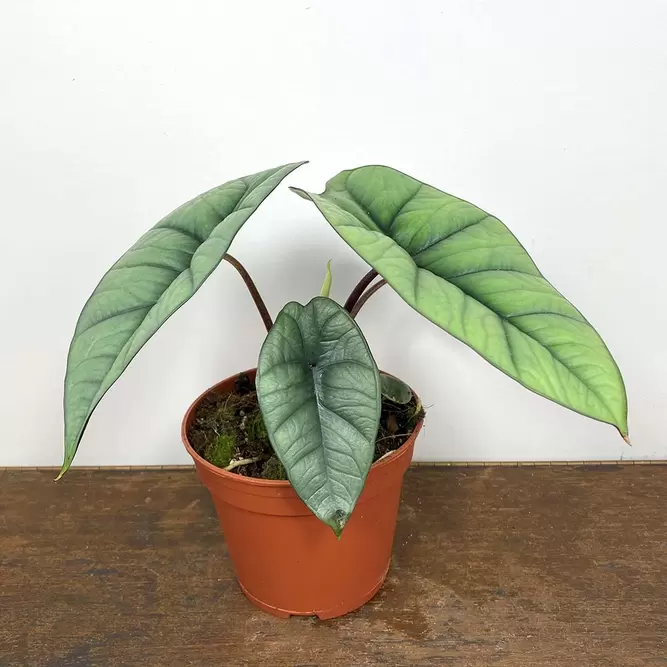 Alocasia 'Platinum' (Pot Size 14cm) - image 2