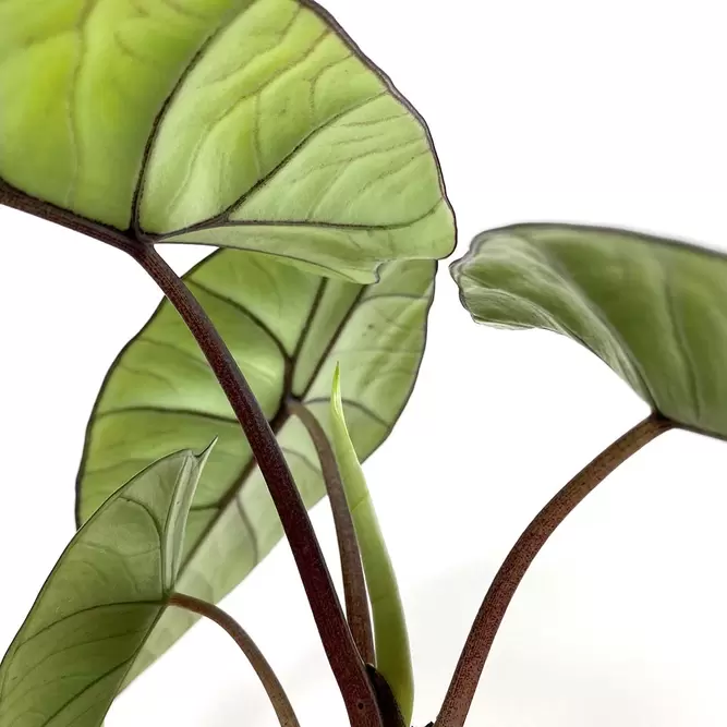 Alocasia 'Platinum' (Pot Size 14cm) - image 3