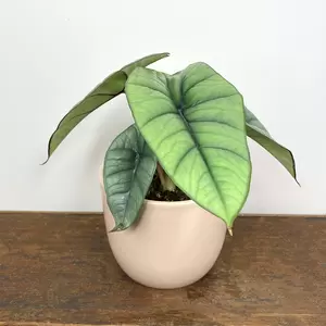 Alocasia 'Platinum' (Pot Size 14cm) - image 1