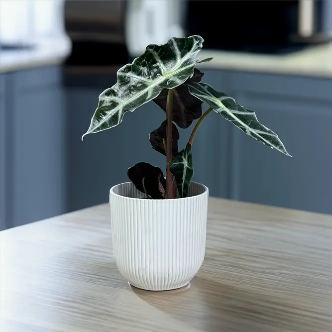 Alocasia 'Polly' (Pot Size 12cm) Elephant's Ears - image 1