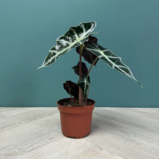 Alocasia 'Polly' (Pot Size 12cm) Elephant's Ears - image 2