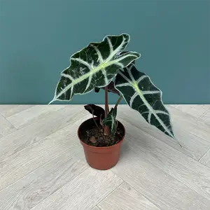 Alocasia 'Polly' (Pot Size 12cm) Elephant's Ears - image 3