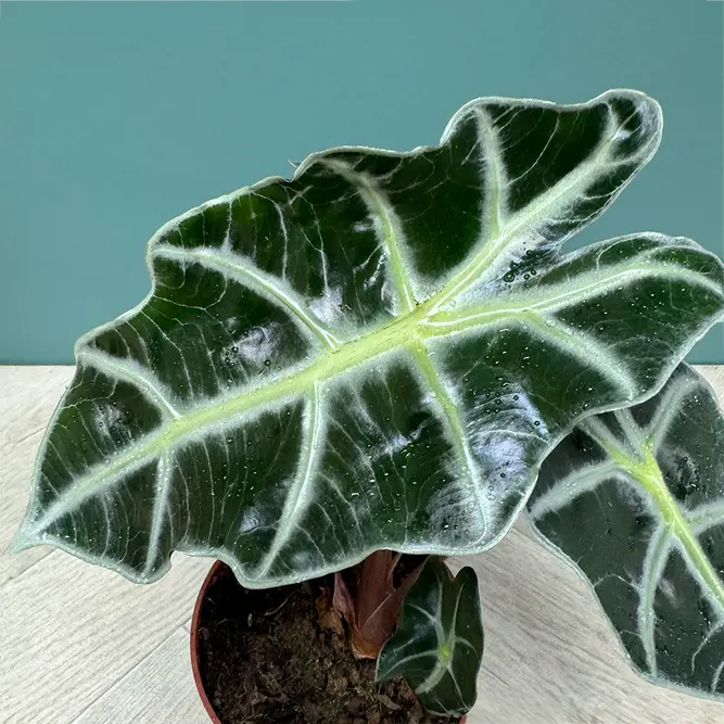 Alocasia 'Polly' (Pot Size 12cm) Elephant's Ears - image 4