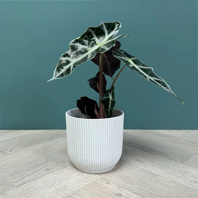 Alocasia 'Polly' (Pot Size 12cm) Elephant's Ears - image 5