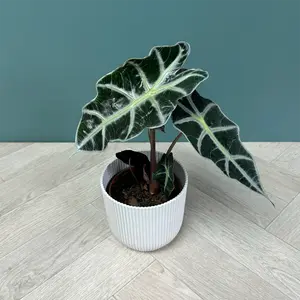 Alocasia 'Polly' (Pot Size 12cm) Elephant's Ears - image 6