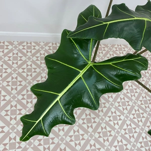 Alocasia Sarian (Pot Size 24cm) Elephants ear - image 2