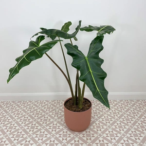 Alocasia Sarian (Pot Size 24cm) Elephants ear - image 1