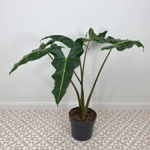 Alocasia Sarian (Pot Size 24cm) Elephants ear - image 3