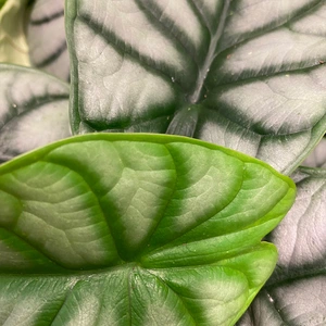 Alocasia 'Silver Dragon' (Pot Size 6cm) Elephant ear silver dragon - image 3