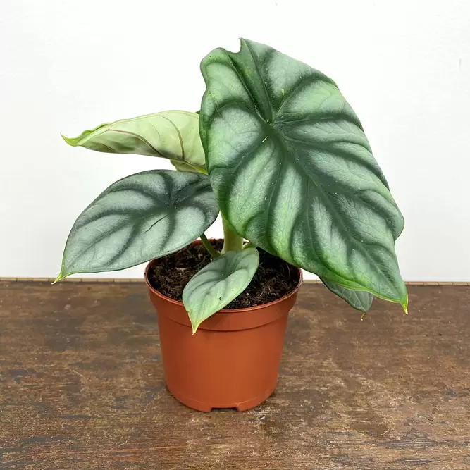 Alocasia 'Silver Dragon' (Pot Size 8.5cm) Elephant ear silver dragon - image 2