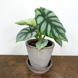 Alocasia 'Silver Dragon' (Pot Size 8.5cm) Elephant ear silver dragon - image 1