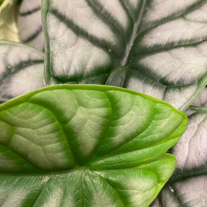 Alocasia 'Silver Dragon' (Pot Size 8.5cm) Elephant ear silver dragon - image 4