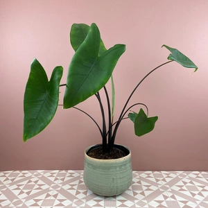 Alocasia zebrina 'Black Zebrina' (Pot Size 14cm) Elephants ears - image 1